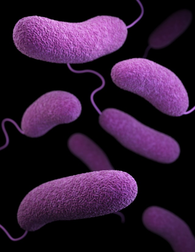 A Helicobacter pylori fertőzés és az autoimmun pajzsmirigy betegségek közötti összefüggés