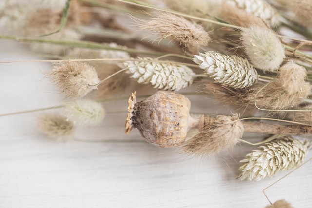 Miért fontos megérteni a gabonafélék „védekezési” mechanizmusait?